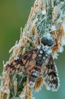 Ibis Fly (Atherix ibis)