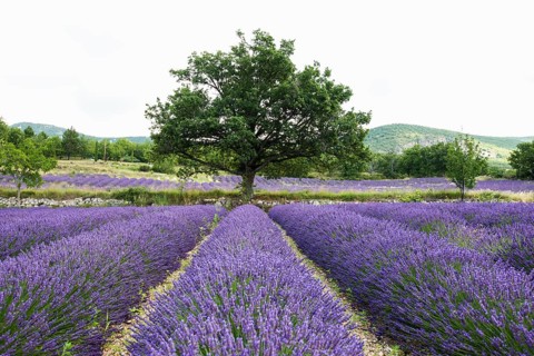 Lavender field