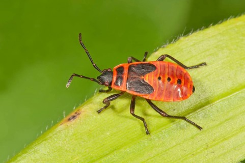 Firebug (Pyrrhocoris apterus) in the last larval stage