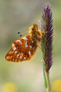 Shepherd's Fritillary (Boloria pales)