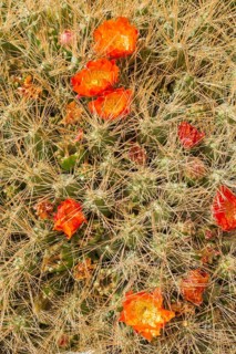 Maihueniopsis cactus (Maihueniopsis colorea)