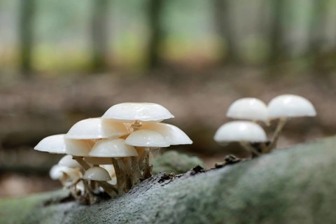 Porcelain Fungus (Oudemansiella mucida)