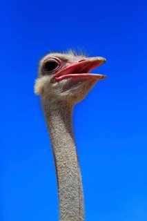 Southern Ostrich (Struthio camelus australis)