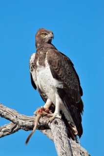 Martial Eagle (Polemaetus bellicosus)