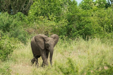African Elephant (Loxodonta africana)