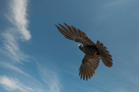 Alpine Chough (Pyrrhocorax graculus) in flight