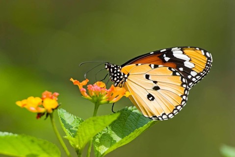Plain Tiger or African Monarch butterfly (Anosia chrysippus) feeding on flower