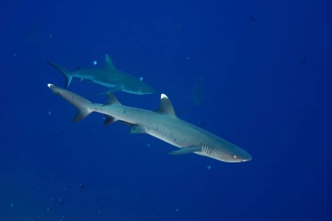 Whitetip reef shark (Triaenodon obesus)
