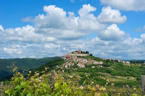 Vineyards