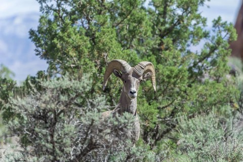 Desert Bighorn Sheep (Ovis canadensis nelsoni)