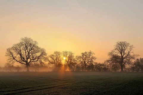 Sunrise with trees and fog