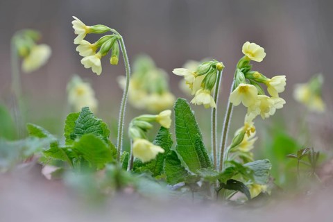 True Oxlip (Primula elatior)