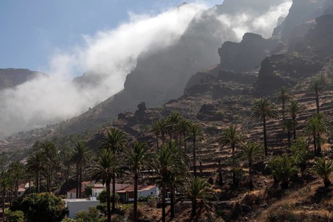 Canary Island Date Palms (Phoenix canariensis)