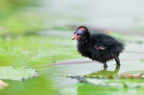 Common Moorhen (Gallinula chloropus)