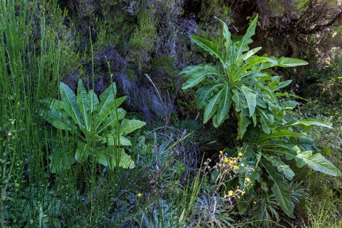 Sonchus fruticosus (Sonchus fruticosus)