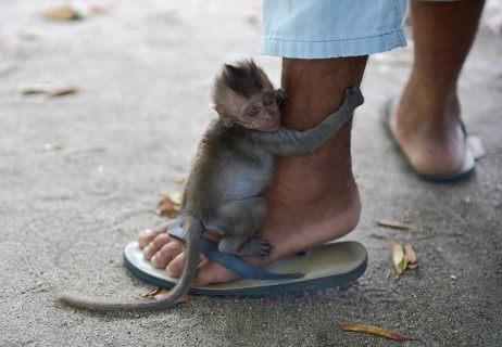 Young Northern pig-tailed macaque (Macaca leonina) clings to a leg