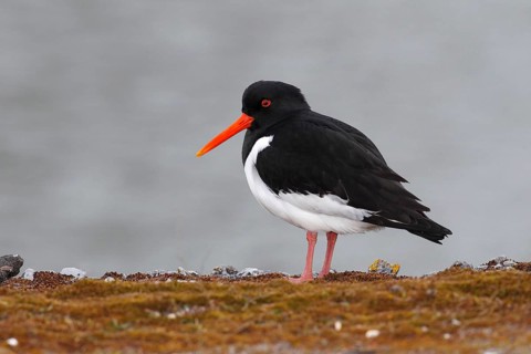 Oystercatcher (Haematopus ostralegus) adult standing on the shore