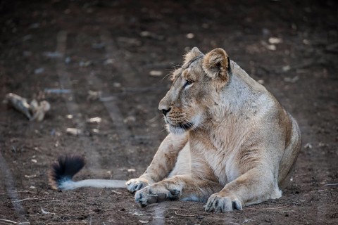 Asiatic lion (Panthera leo persica)