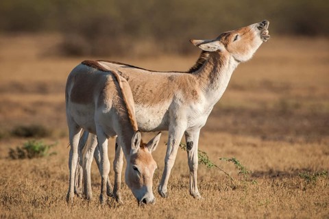 Onager or Asiatic wild ass (Equus hemionus)