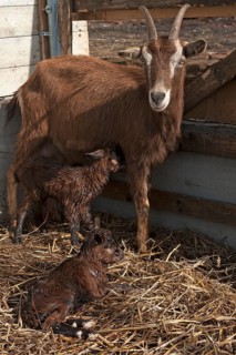 Mother goat with two newborn goatlings in the stable
