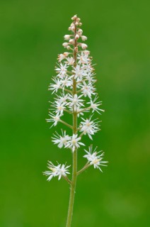 Heartleaf Foamflower (Tiarella cordifolia)