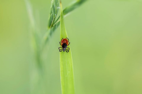Female tick
