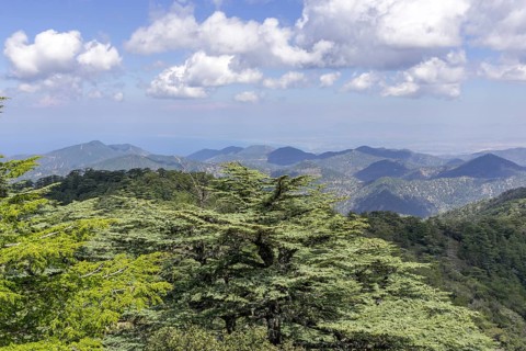 Cyprus cedar (Cedrus brevifolia)