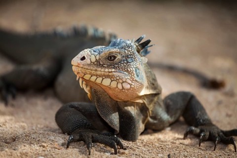 West Indian Iguana (Iguana delicatissima)