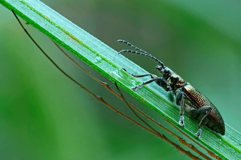 Leaf Beetle (Donacia spec.) with the legs of a Longjawed Orbweaver (Tetragnatha extensa)