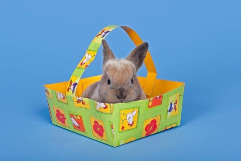 Pet rabbit in an Easter basket