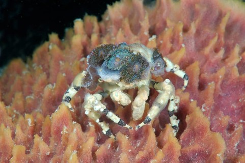 Tubercle spider crab (Cyclocoeloma tuberculata) with sea anemone