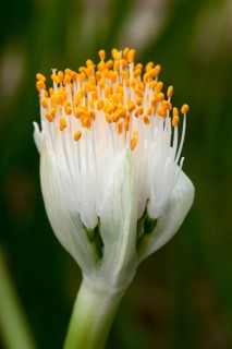 Paintbrush (Haemanthus albiflos)
