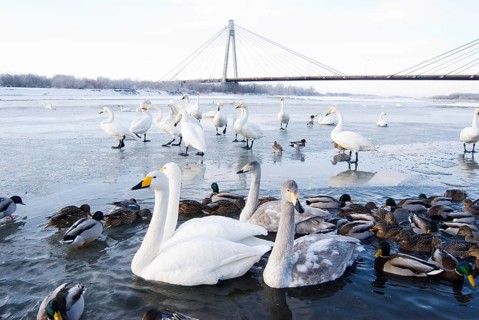 Swans and ducks on the river