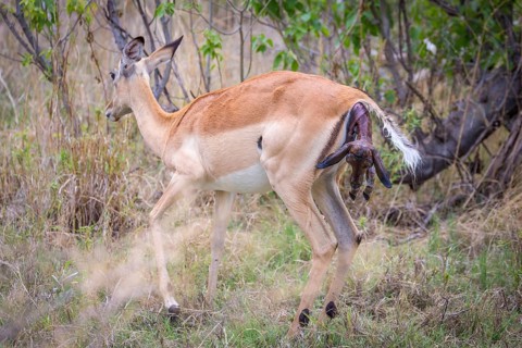 Impala (Aepyceros melampus) female at birth