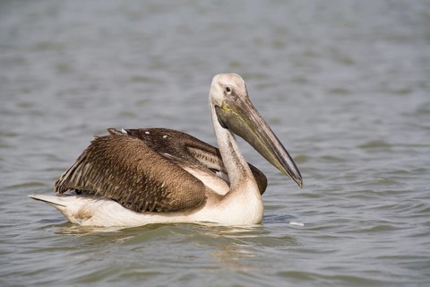 Great White Pelican (Pelecanus onocrotalus)