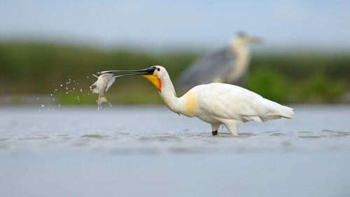 Eurasian Spoonbill or Common Spoonbill (Platalea leucorodia)
