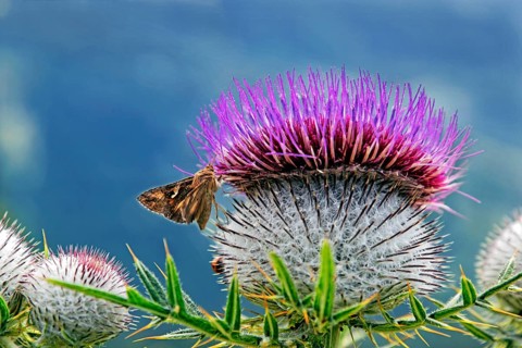 Woolly Thistle (Cirsium eriophorum)