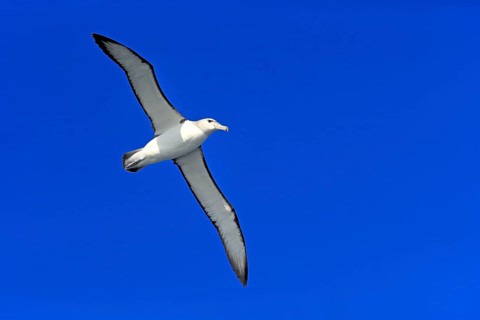 Shy albatross (Thalassarche cauta)