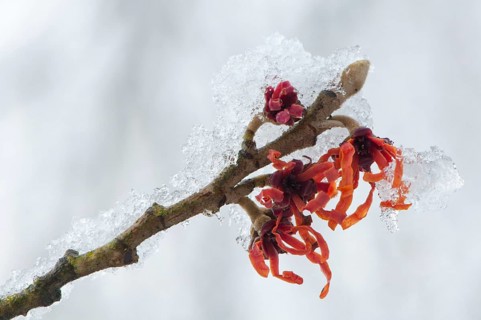 Witch Hazel (Hamamelis intermedia 'Diane')