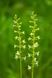 Greater Butterfly Orchid (Platanthera chlorantha)
