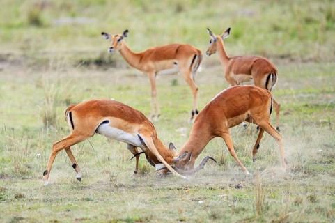 Impalas (Aepyceros melampus)