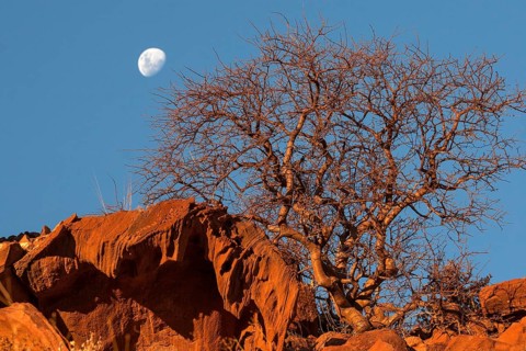 Balsam tree (Commiphora glaucescens) between rocks