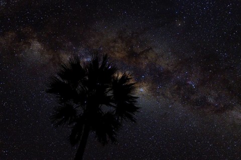Silhouette of a palm tree in front of Milky Way in the African night sky