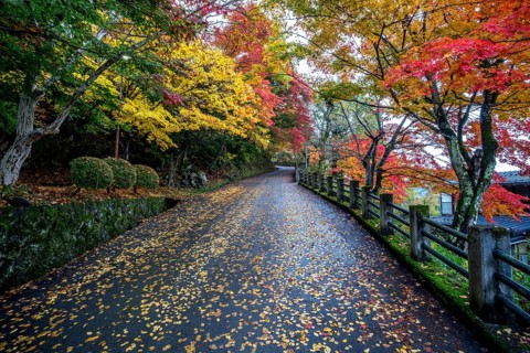 Autumn-colored trees and autumn leaves on the street