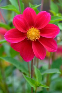 Dahlia variety Firewheel (Dahlia)