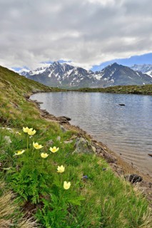 Alpine Anemones or Sulphur Anemones (Pulsatilla alpina ssp. apiifolia)