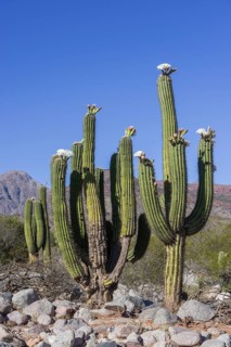 Blooming Echinopsis chiloensis cacti