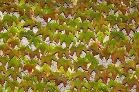 Japanese Creeper (Parthenocissus tricuspidata) on a wall