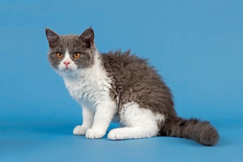 Breed Selkirk Rex Kitten