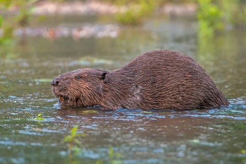 European Beaver (Castor fiber)
